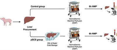 Interleukin-18 and High-Mobility-Group-Protein B1 are Early and Sensitive Indicators for Cell Damage During Normothermic Machine Perfusion after Prolonged Cold Ischemic Storage of Porcine Liver Grafts